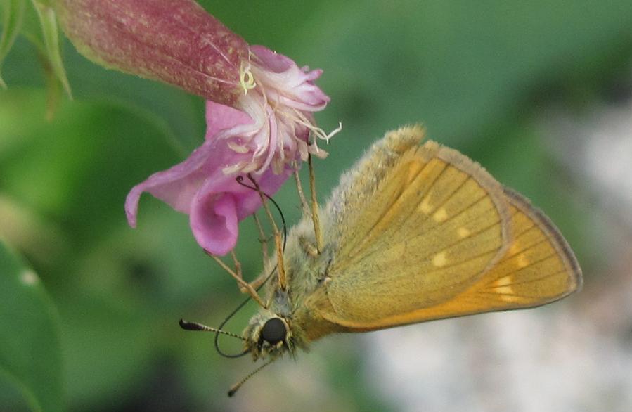 Hesperia comma? - No, Ochlodes sylvanus